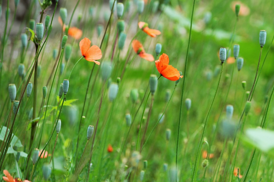 Poppies in a field in Italy