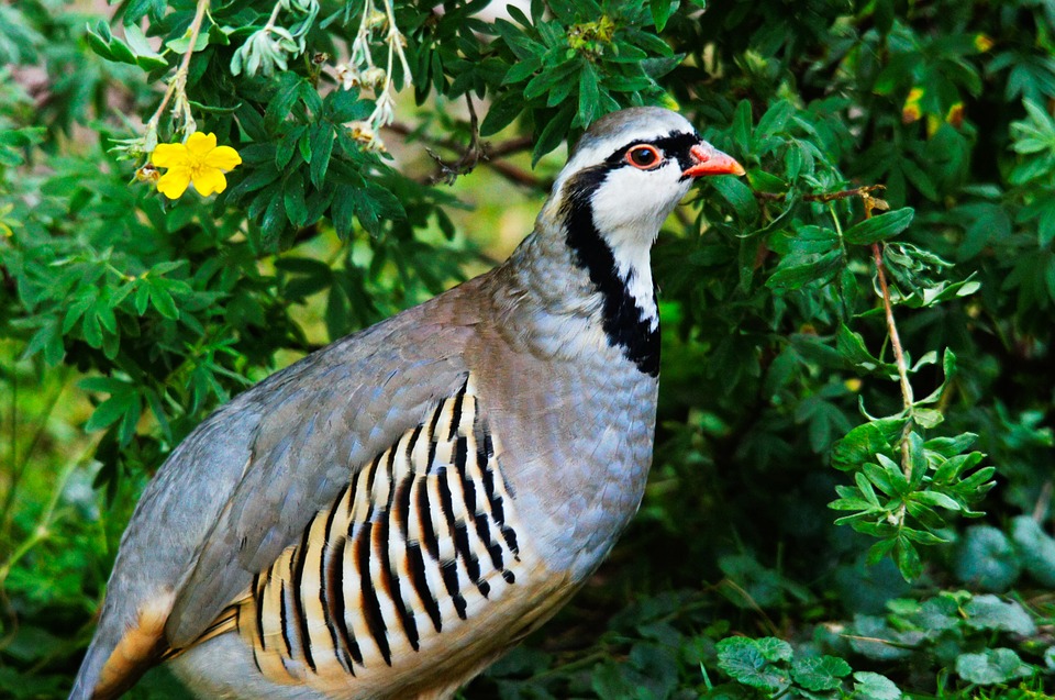 A rock partridge surrounded by green plants