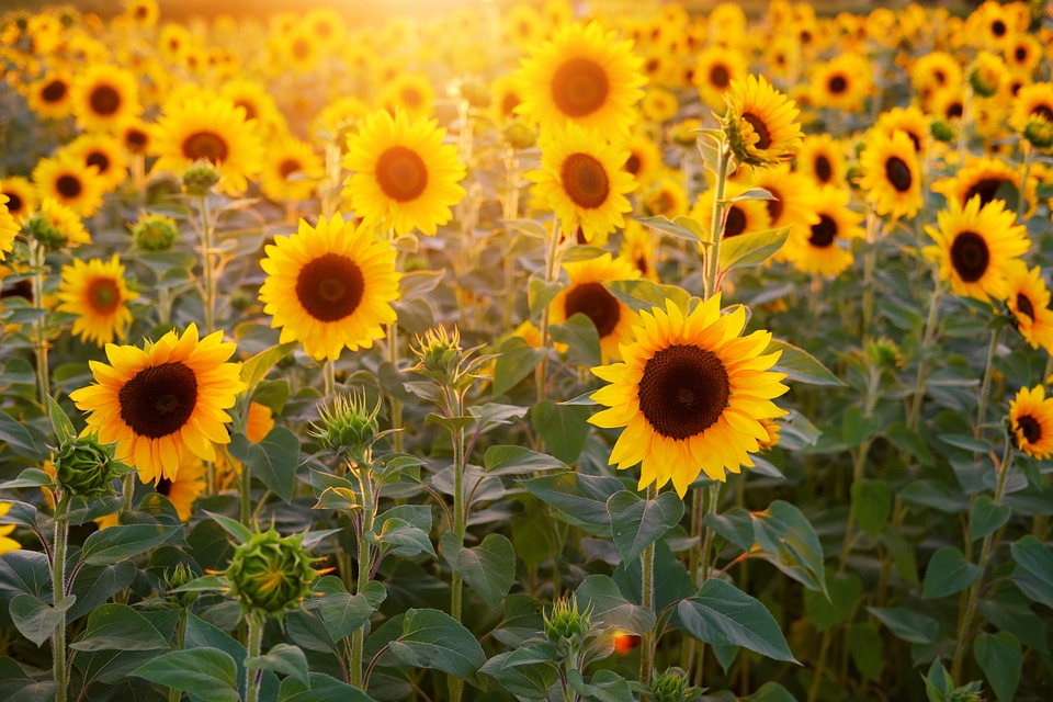 Field of sunflowers