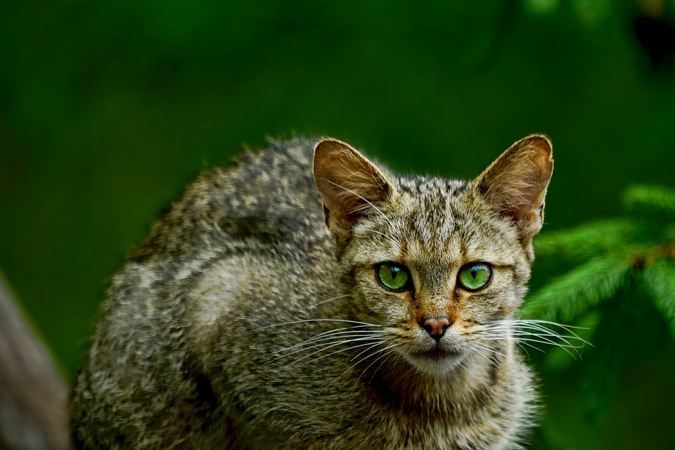 A wildcat with green eyes