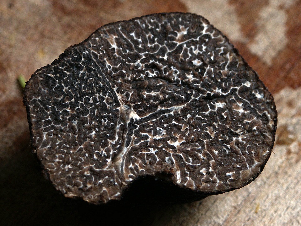 The inside of a black truffle