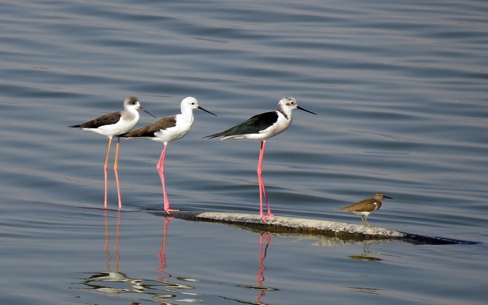 Black-winged stilts with young on shallow water