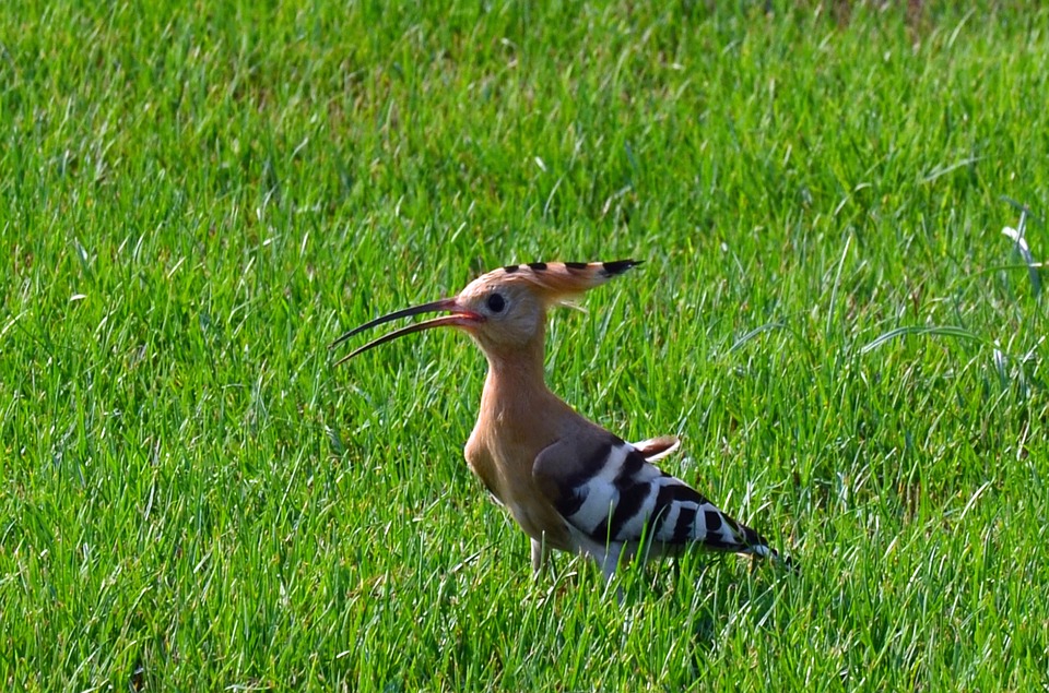 A hoopoe bird on grass