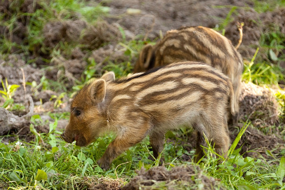 Young wild boar foraging