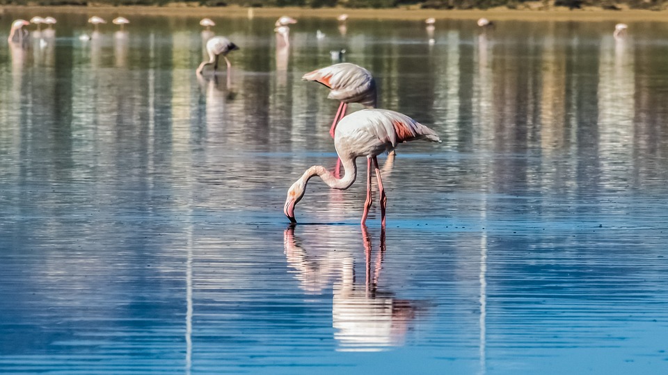 Flamingos in shallow water