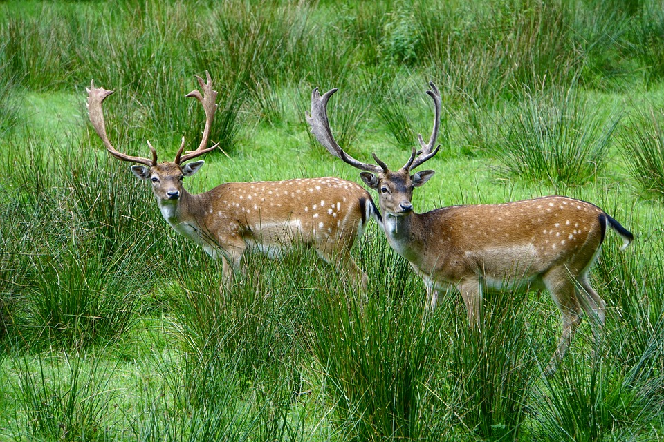 Roe deer walking along grasslands