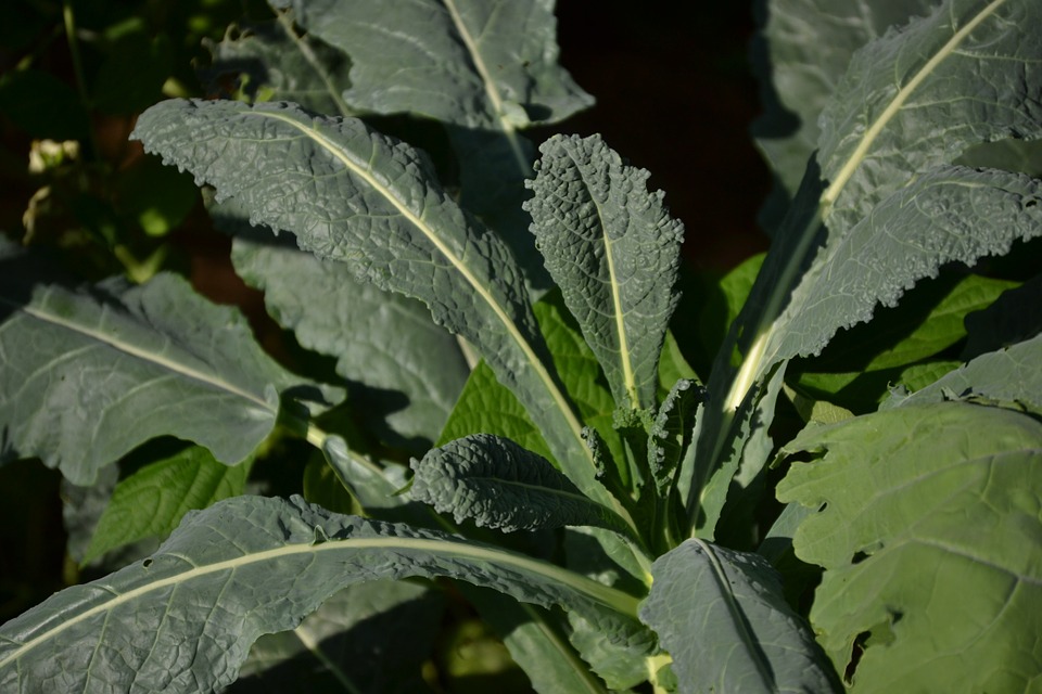 A bunch of kale leaves