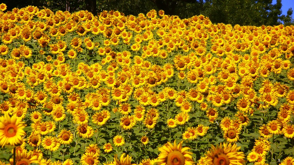 Pretty flowers in Abruzzo