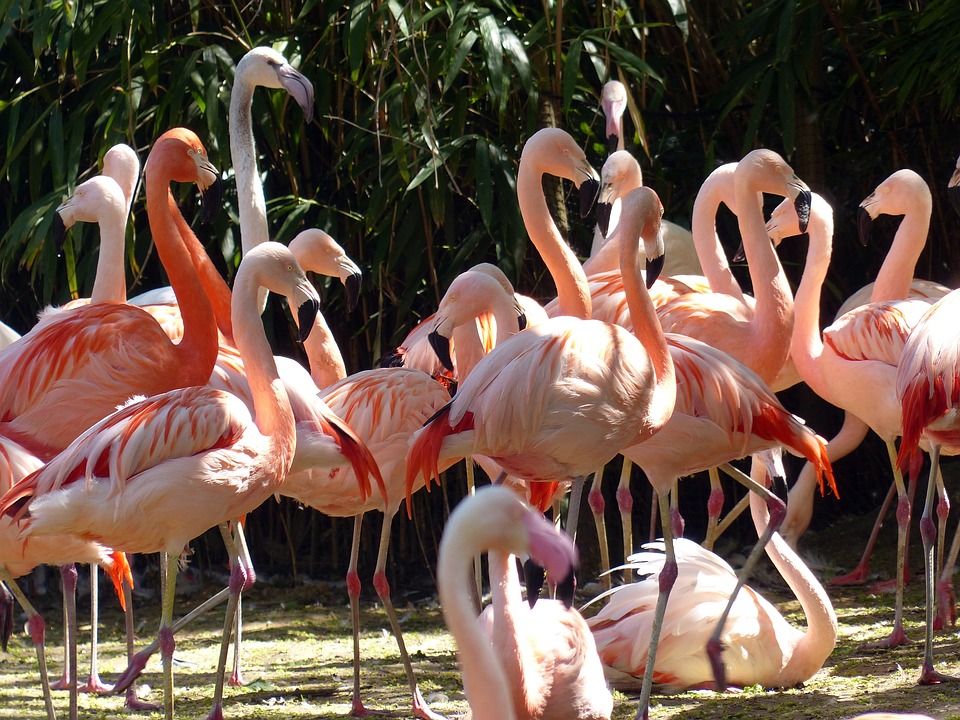 Flamingos in Sardinia