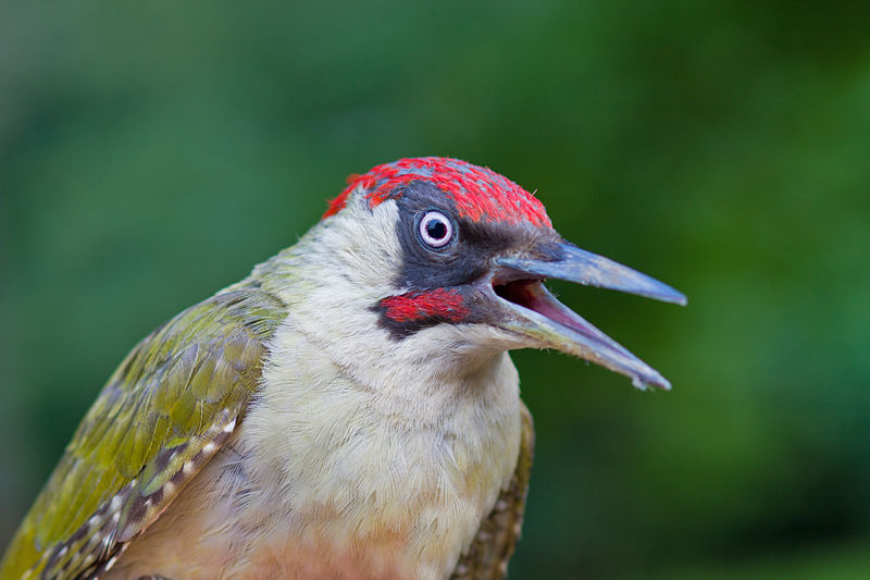 A European green woodpecker.