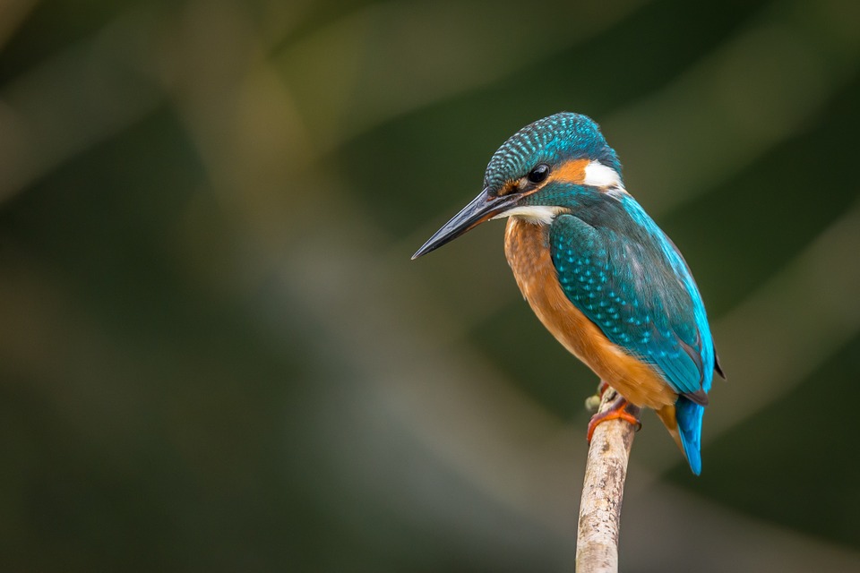 A common kingfisher on a branch