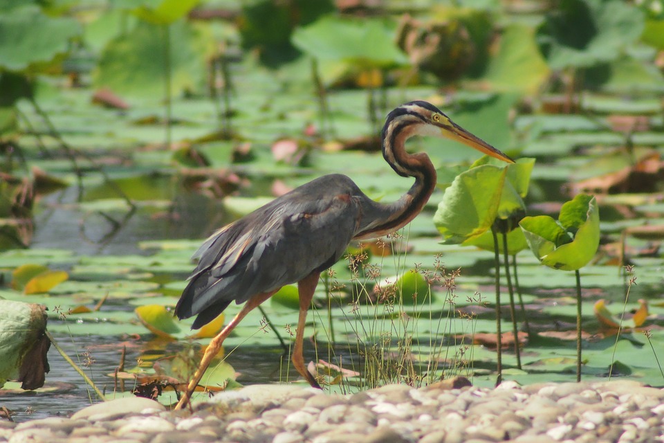 A purple heron