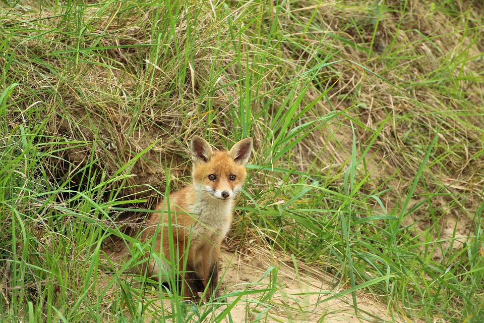 A young red fox