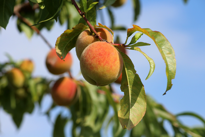 Peaches growing in Tuscany