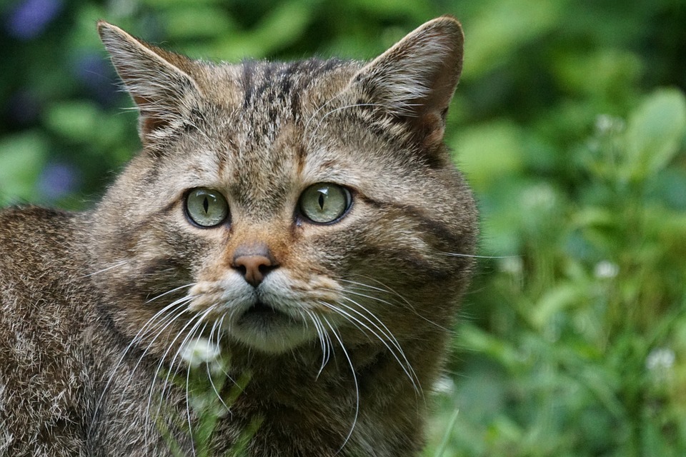 The face of a wild cat in shrubs