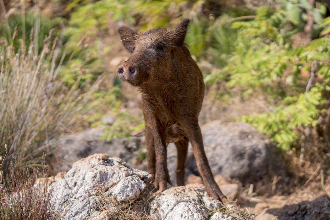 Wild boar in Tuscany 