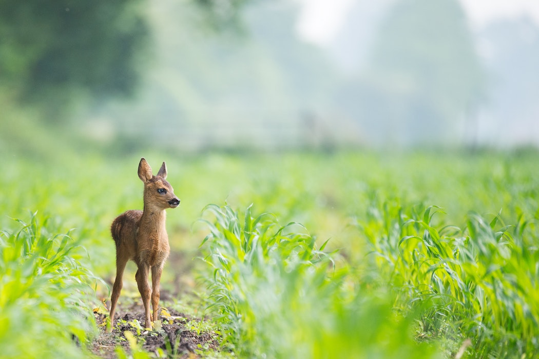 Deer in Tuscany