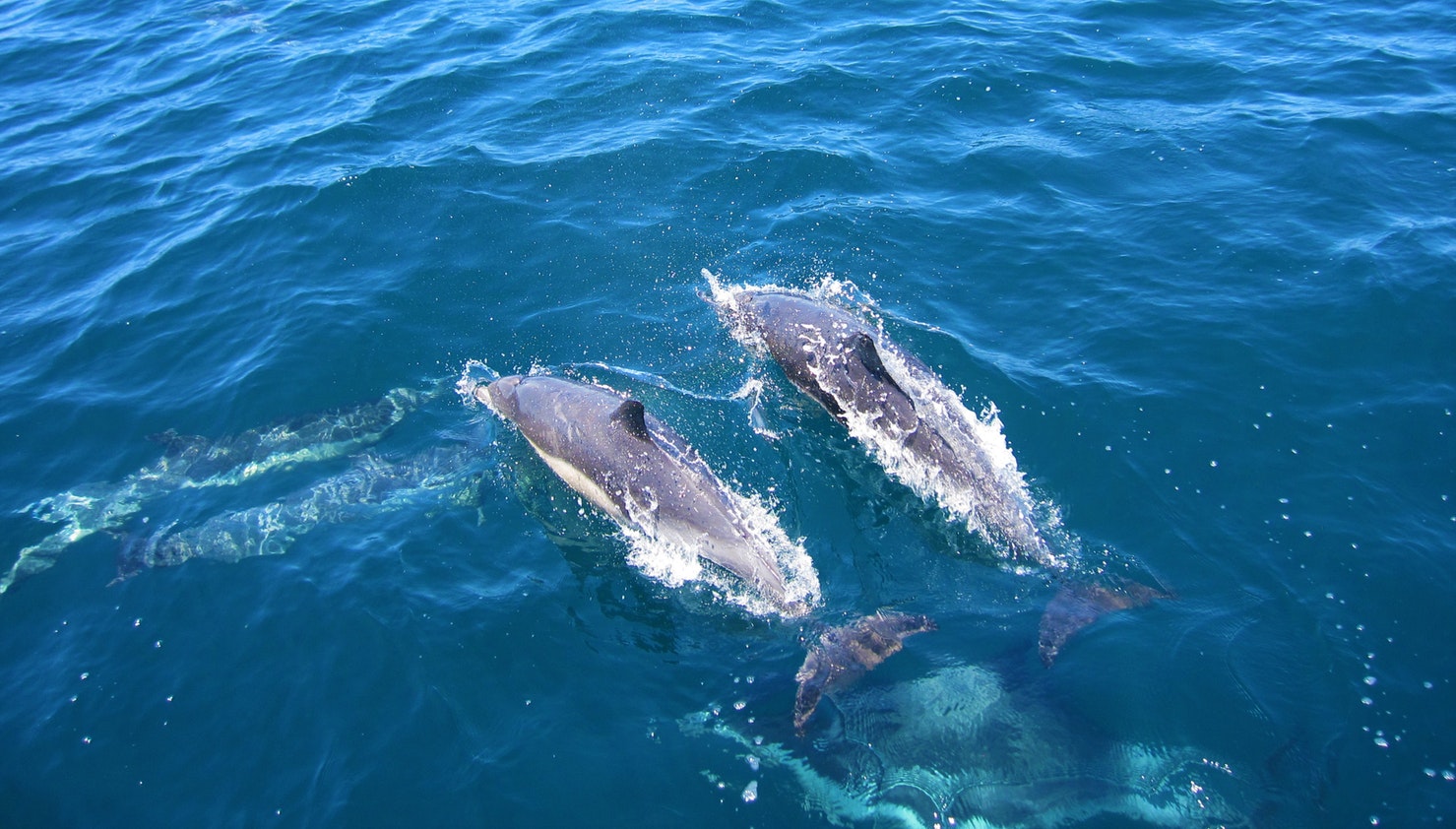 Dolphins in Tuscany 