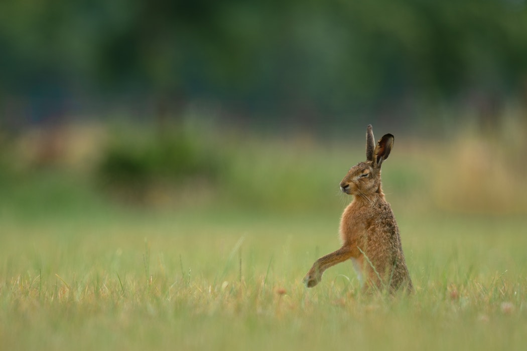 Hare in Tuscany 