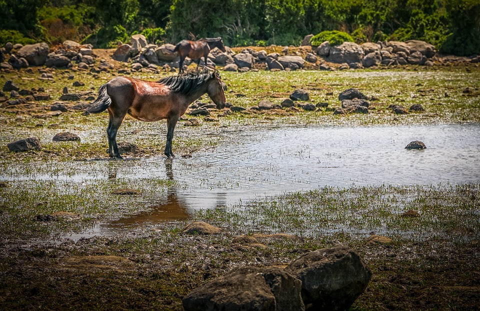 A brown horse standing next to a body of water