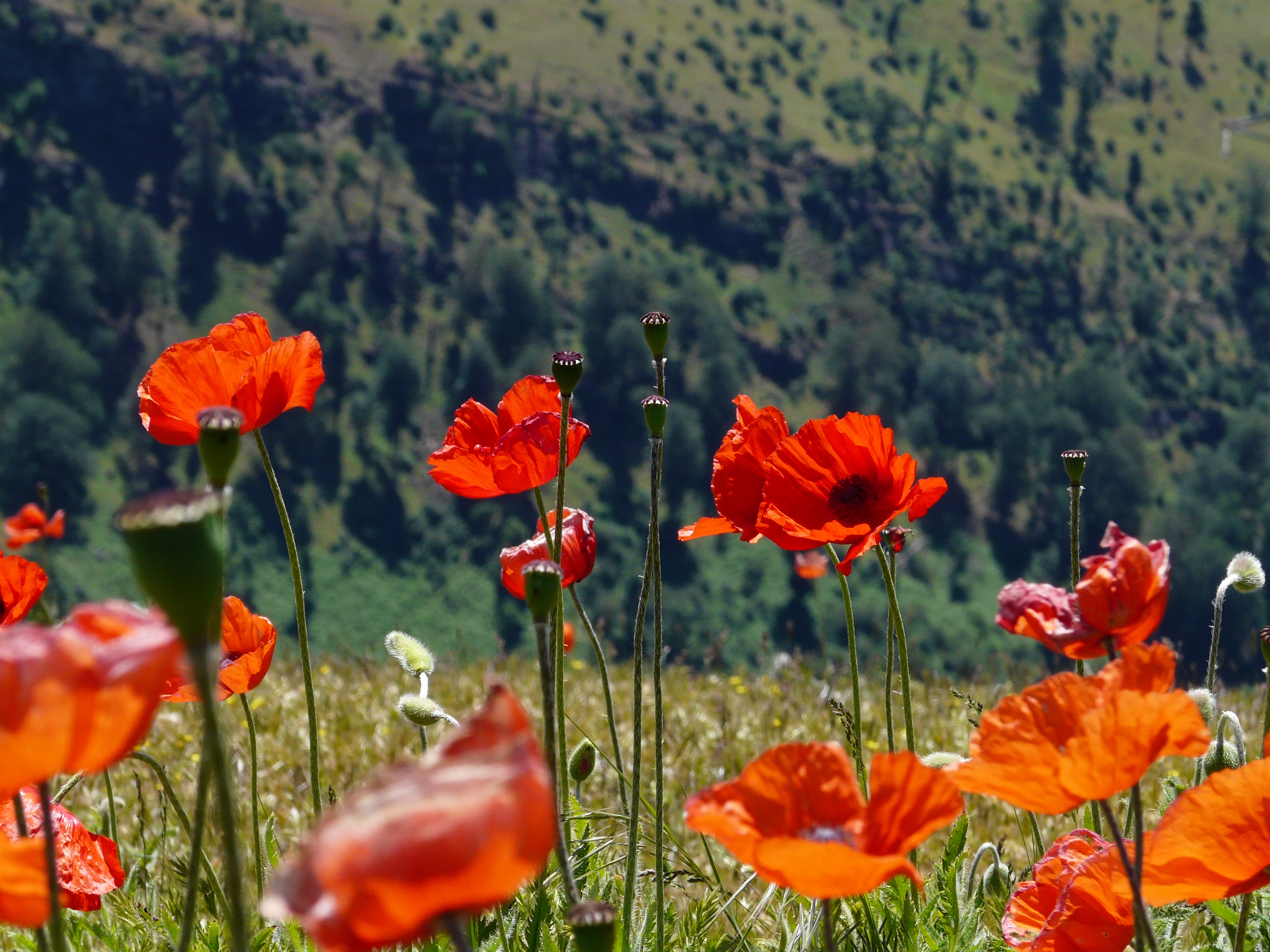 Red poppy flowers against a green field backdrop