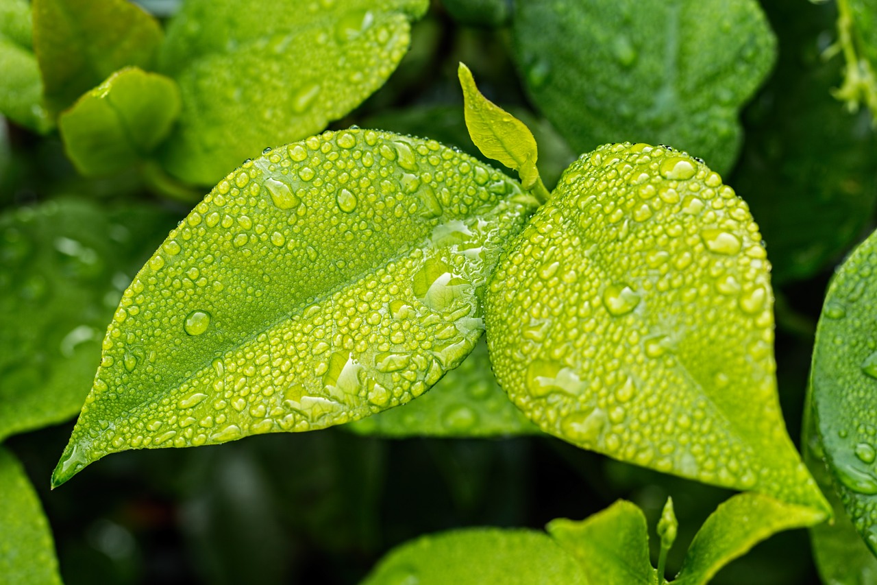 Close up of green plant in rain. 