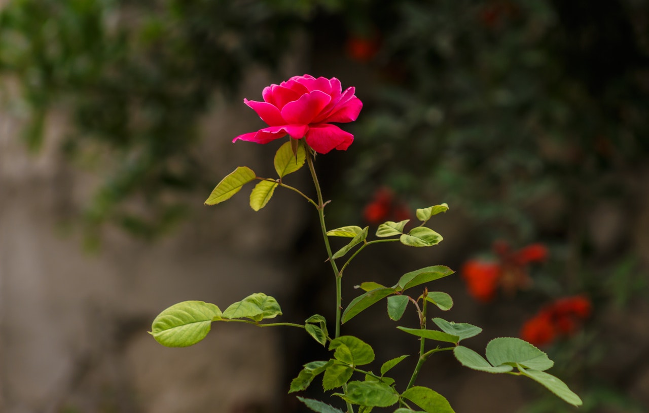 Pink rose in a bush