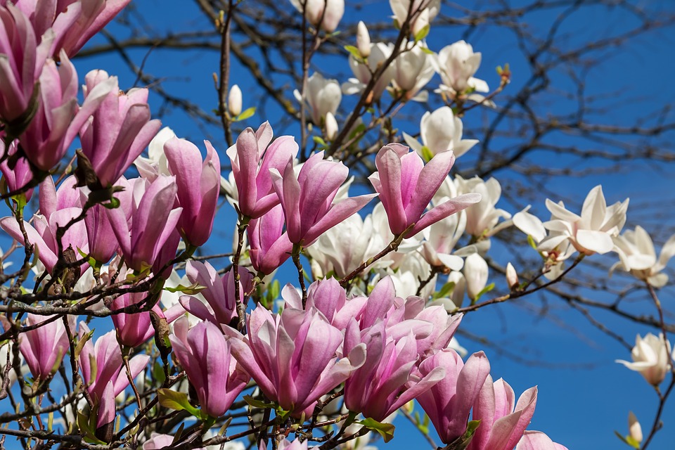 Magnolia flowers in Italy